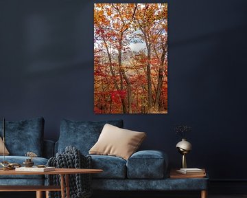 Autumn colours in the woods with a view of a nearby mountain peak by Mickéle Godderis