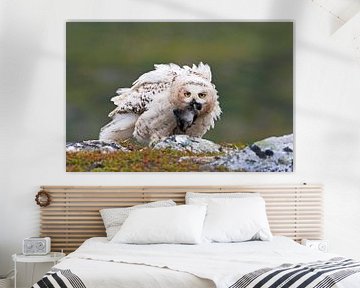Snowy Owl (Bubo scandiacus) by Beschermingswerk voor aan uw muur