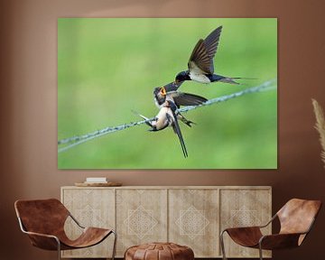 Flying Barn Swallow (Hirundo rustica) with two chicks. by Beschermingswerk voor aan uw muur