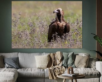 Cinereous Vulture in Spain by Beschermingswerk voor aan uw muur