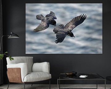 Two Common Ravens in flight by Beschermingswerk voor aan uw muur