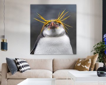 Pingouin royal rêveur (Eudyptes schlegeli) sur Beschermingswerk voor aan uw muur