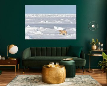IJsbeer (Ursus maritimus) op de Noordpool van Beschermingswerk voor aan uw muur
