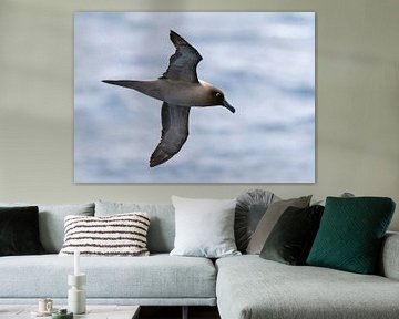 Albatros à manteau clair (Phoebetria palpebrata) en vol. sur Beschermingswerk voor aan uw muur
