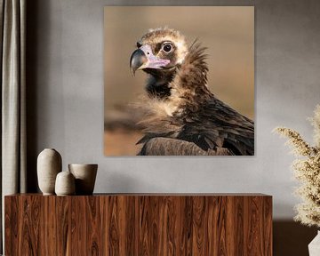 Portrait of an adult Cinereous Vulture (Aegypius monachus) by Beschermingswerk voor aan uw muur