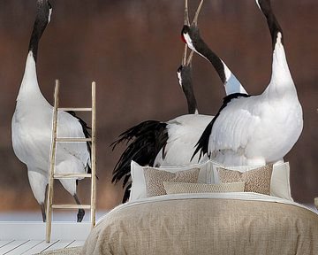 Chinese Kraanvogels (Grus japonensis) op Hokkaido in Japan in de winter. van Beschermingswerk voor aan uw muur