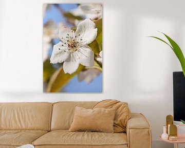 fleur blanche avec un fond flou Sunlit contre un ciel bleu sur Tony Vingerhoets