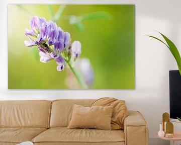 Witte en roze gekleurde bloem in een groen veld