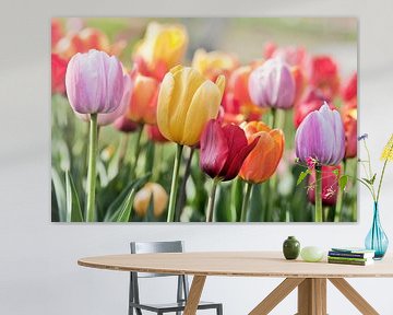 Field with a large group of multicolored tulips by Tony Vingerhoets