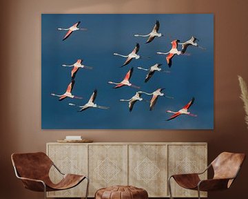 Flock of Greater Flamingo’s (Phoenicopterus roseus) in flight by AGAMI Photo Agency