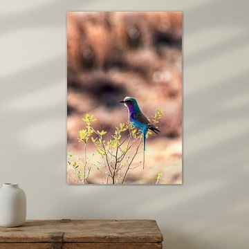 Lilac-breasted roller (Coratias caudata)