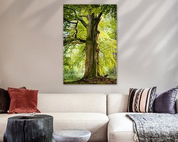 Un vieil arbre magnifique dans la forêt sur Michel Geluk