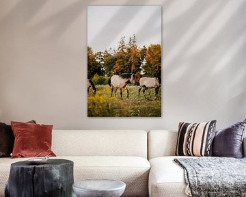 Konik paard in natuurgebied tijdens zonsondergang van Yvette Baur