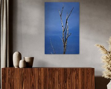 Dode boom met een blauwe lucht van Gerard de Zwaan