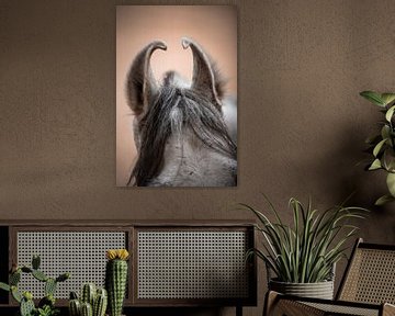 Photo de détail Oreilles de chevaux Marwari | Photographie de voyage sur Lotte van Alderen