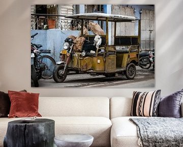 Ziege im Tuktuk | Jaipur Indien | Reisefotografie von Lotte van Alderen