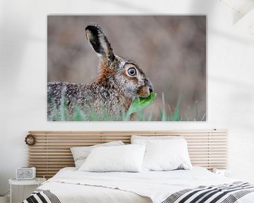 Hare feeding on leaves by Wim Stolwerk