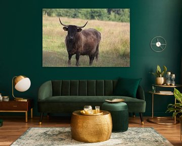 Highlander écossais sur Mieke Wilmink