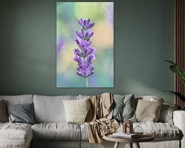 Nahaufnahme von Lavendel mit Bokeh-Hintergrund von Ad Jekel