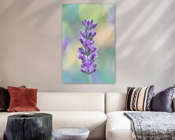 Lavendel close-up met bokeh achtergrond van Ad Jekel