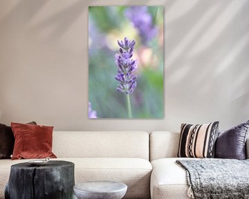 Lavendel close-up met bokeh achtergrond van Ad Jekel