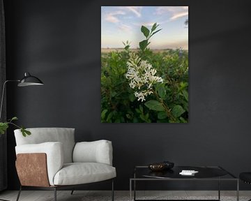 Golden hour flower by Fenne Verhalle