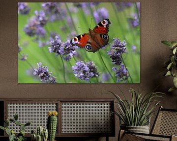 beautiful butterfly by Mieke Wilmink