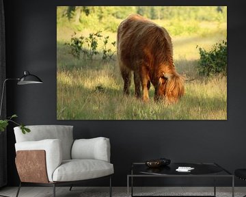 Scottish Highlander by Mieke Wilmink