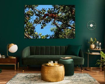 a squirrel in a beech tree by Mieke Wilmink