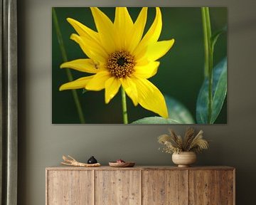 spider flower by Mieke Wilmink