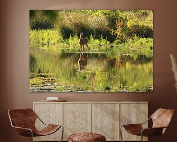 een prachtig hert in spiegelbeeld