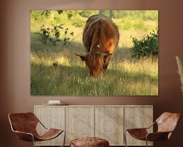 grazende schotse hooglander van Mieke Wilmink