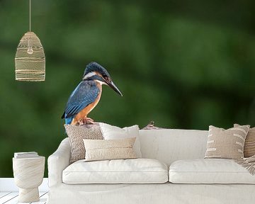 IJsvogel op stam van Tanja van Beuningen