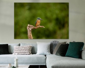 Eisvogel auf der Lauer von Tanja van Beuningen