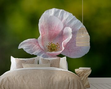 Pink poppy by Tanja van Beuningen