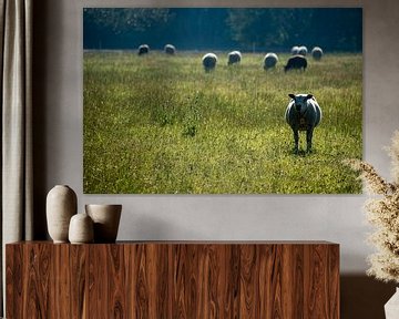 Un troupeau de moutons dans la prairie au petit matin sur Case Hydell