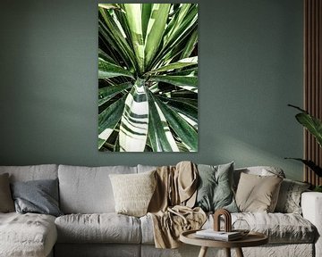 Yucca boom van MirjamCornelissen - Fotografie