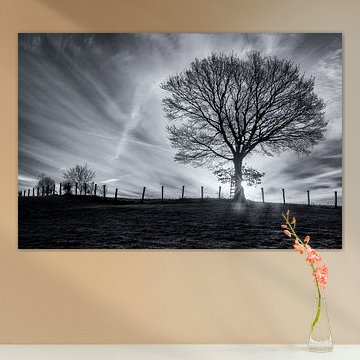 schwarz und weiß vom Baum in der Dämmerung