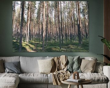 Forêt de pins en Laponie suédoise