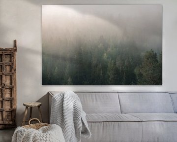 Nebel über dem Kiefernwald