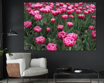 Tulipes roses sur Bodine