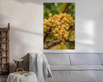 Tros groene druiven aan druivelaar in Aldeneik (B) van Martine Dignef