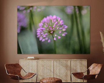 allium angulosum sur Tania Perneel