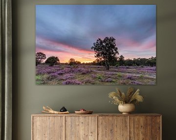 Sunset on the purple heather fields! by Peter Haastrecht, van