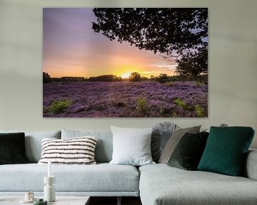 Coucher de soleil sur les landes violettes ! sur Peter Haastrecht, van
