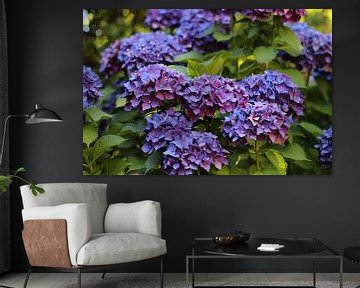 Paarse hortensia hydrangea van Audrey Nijhof