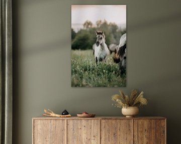 Konik horse foal at sunset in the grass by Lotte van Alderen