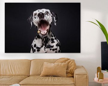 Grappige Dalmatiër hond vangt een heerlijk snoepje van Lotte van Alderen