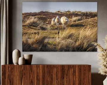 Moutons dans la réserve naturelle d'Ellenbogen, Sylt sur Christian Müringer