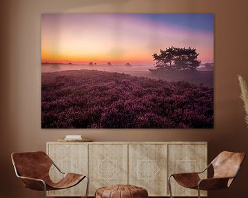 Purple Heather Veluwe 2019 Epe sur Steven Poulisse